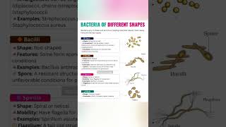 Download lagu Different Shapes of Bacteria | Easy Biology Explanation |Bacteria Shapes with Examples mp3