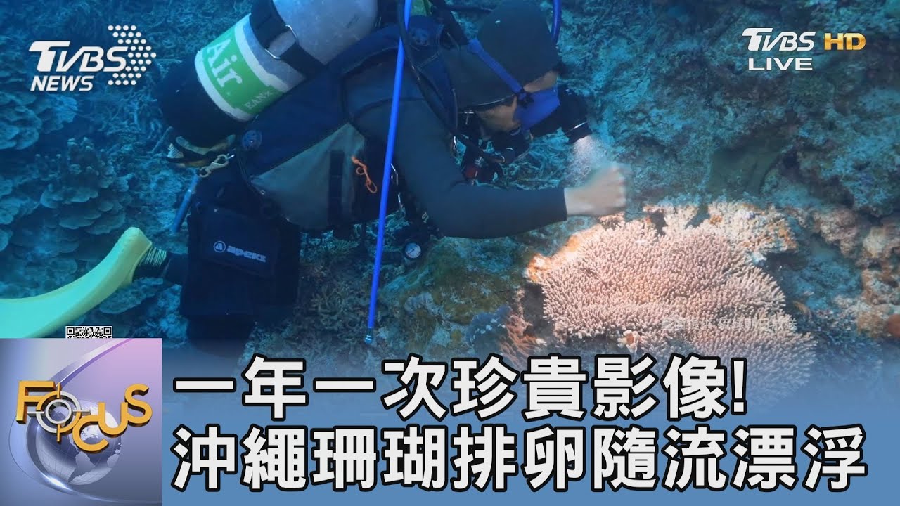 一年一次珍貴影像！沖繩珊瑚排卵隨流漂浮