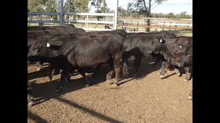 50 AA & AAx PTIC Hfrs