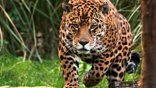 Soul to Soul with Panther-Leopard-Jaguar 02-05-13