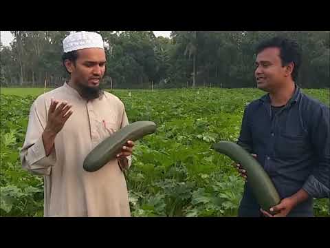 স্কোয়াশ চাষে ১ বিঘায় ২ থেকে ৪ লক্ষ টাকা আয়
