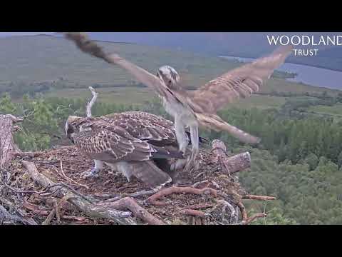 Oh no! Loch Arkaig Osprey chicks fight over fish four and Breac loses it overboard 4 Aug 2025 (zoom)