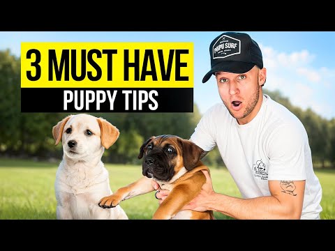 Puppy TRAINING - The FIRST 3 Things To Teach Any Puppy!