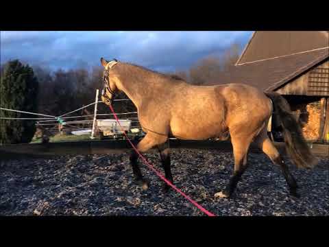 Quietschvergnügt geb. 2018, Qaside - Stedinger - Zuidhorn - Purioso