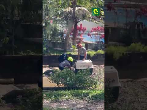 Localizan un caimán en sitio turístico de la ciudad de Sucúa