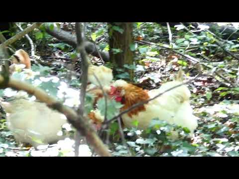 Sulmtaler Huhn Spaziergang und Ausflug Tiergarten Zoo Schönbrunn Tirolerhof Wien Wilde Wald Hühner