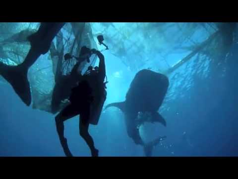 Rescue of 4 Whale Sharks (by Txus) via Ghostdiving.org