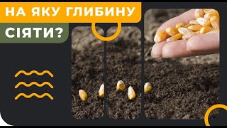 Сорт яблук "Граф Езо".Сигналки / ТиДиви