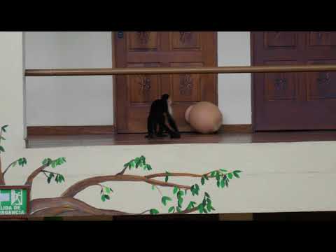 Monkey in Jungle Beach Hotel Costa Rica