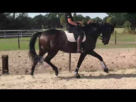 Susewind by Foundation x Sunny Boy x Sion, 180 cm, 2013