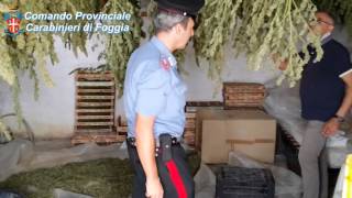 preview picture of video 'Trinitapoli (FG): Carabinieri scoprono e distruggono piantagione di marijuana'