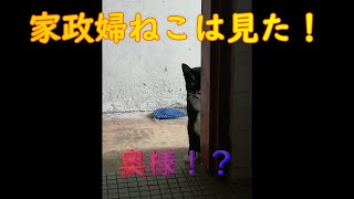 【家政婦ネコへみた!奥様!?】