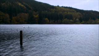 preview picture of video 'Swans reunited on Loch Oich'