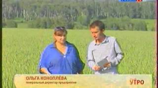 горчица белая видео кфх урожайное