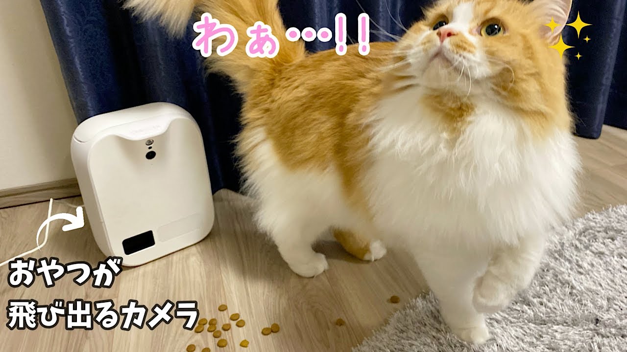 お留守番中におやつをあげたときの猫の反応がこちらです…！