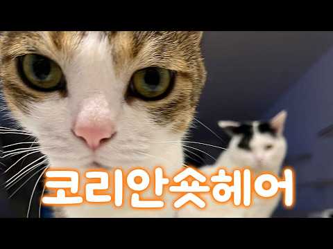 , title : '대한민국에서 가장 많이 키우는 고양이는 이렇습니다ㅣ 묘종백과 코리안숏헤어 편'