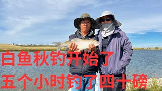 白鱼秋钓开始了 半天钓了四十磅 2024Sep21