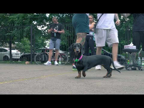 KIKI KRAJNIK x WOJTEK ZET (KIKIZET) - PĄCZKI