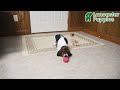Basset Hound dogs for sale: Hazel - Video 1