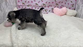 ミニチュアシュナウザーの動画01