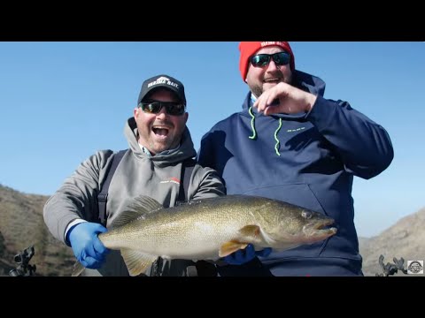 Rufus Woods Triploid Trout and Walleye Fishing! | Rigging and Techniques for Success!