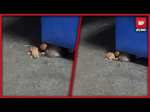 Mice running wild in staff room at Manchester Airport