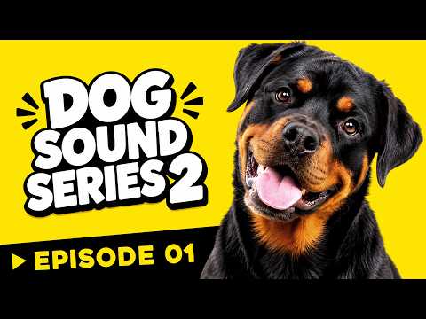 Dog Sound Series 2 🐶 Ep01 - 10 Sounds Your Dog Can't Resist ❤️