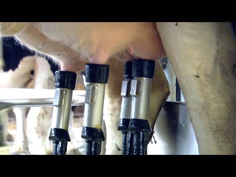 Robot Milk: How Intelligent Machines Are Revolutionising Cow Farming | Earth Science