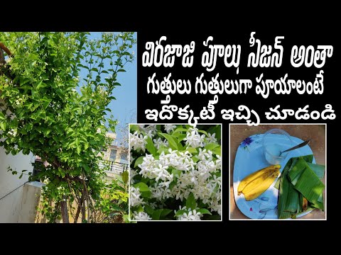 Virajaji Flowers growing|Jasmine plant care|seeds winner|Jasmine ela penchali|Malle Chettu penchatam