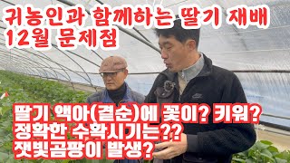 귀농 1년 차 농가에서 12월 문제점 그리고 수확시기를 알립니다!! 잿빛곰팡이! 응앵! 액아에 꽃이?? 키워…