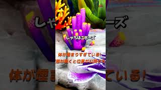 巨大化な隠れ方【めっちゃカメレオン】 #shorts #めっちゃカメレオン #かくれんぼ #mecchachameleon