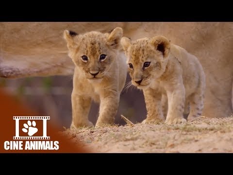 The Misfit - Lion Documentary | Cine Animals