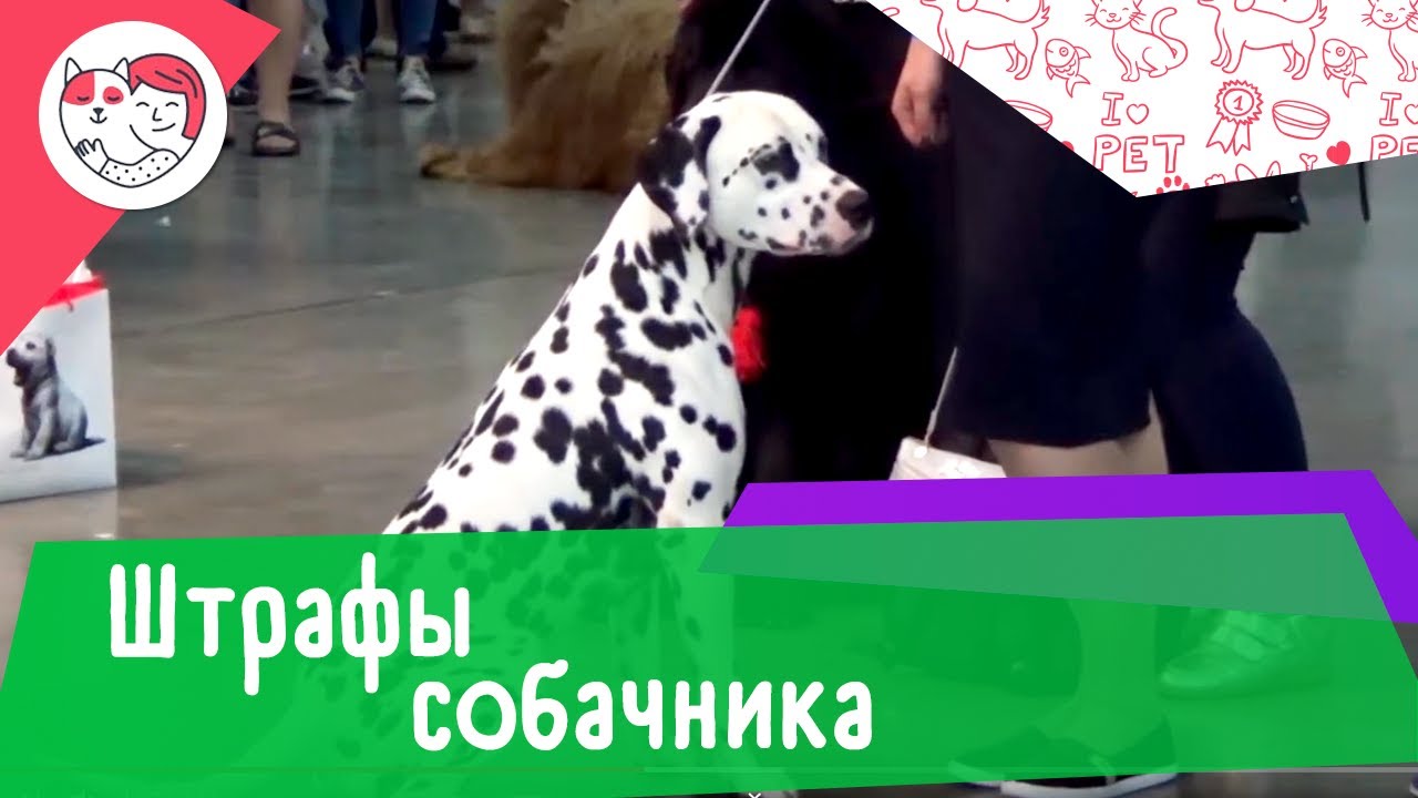 За что могут оштрафовать собачника: 4 вида распространенных штрафов