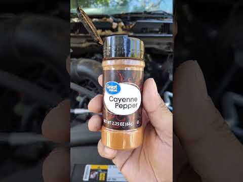 How to stop rodents from chewing up your car wires.