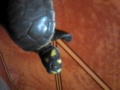 The tortoise at dawn