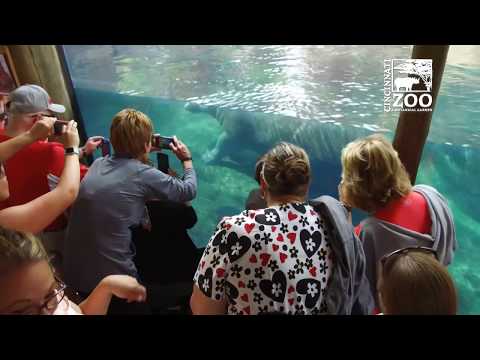 Baby Hippo Fiona - What's the Crowd like if She's Out - Cincinnati Zoo