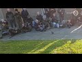 Zeldzame notenkraker komt zo dichtbij dat je de vogel kunt aaien