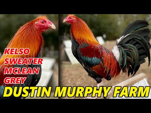 Beautiful Big Farm NEXT GENERATION Dustin Murphy Farm