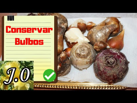 , title : '🌷  Cómo conservar BULBOS hasta replantado [Bulbos que se ALMACENAN en VERANO y se plantan en OTOÑO]🌱'