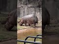 Hippo Pooping