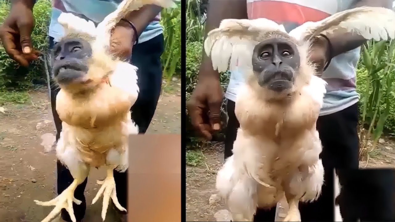 17 Animais Híbridos Raros Que Você Nunca Tinha Visto Antes