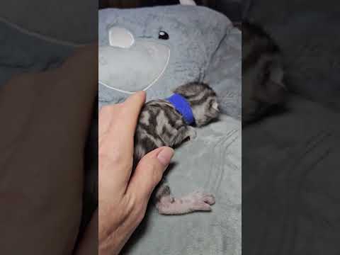 Zoey x Bullet Silver Bengal Boy (blue collar)