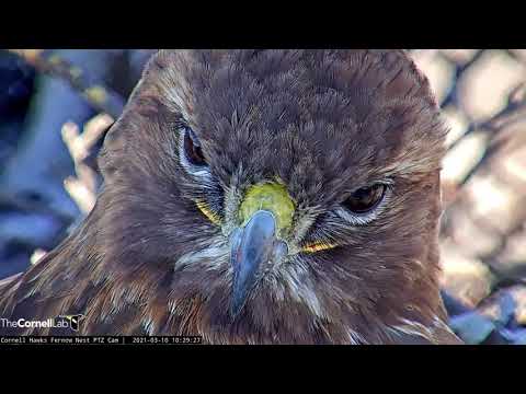 Closeups on Big Red While She Rests at Nest | CornellHawks | Cornell Lab March 10, 2021