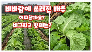 배추 비온뒤 해야 할 일 무름병 방제 매우 중요 [배추재배방법]