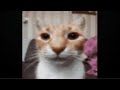 Cat Laughing At You Then Explode