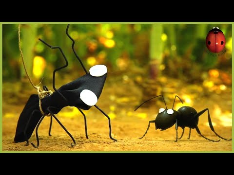 An Acorn Season | Minuscule | 55' Compilation