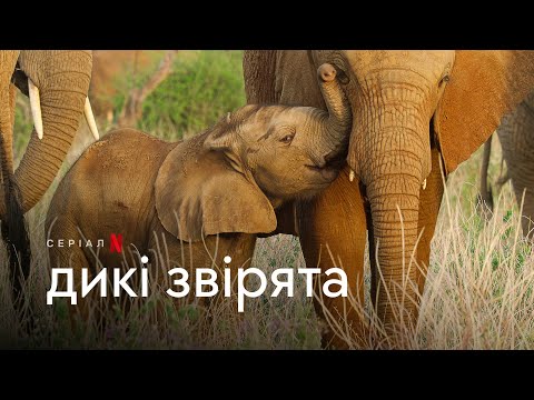 Трейлер серіалу «Дикі звірята»