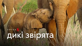 Дикі звірята | Wild Babies | Українське прев’ю | Netflix