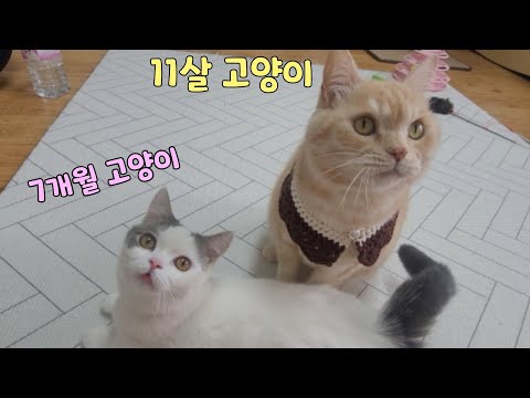 11살 고양이와 7개월 아기고양이가 자기이름 불렀을때 반응!!