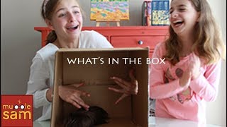 WHATS IN THE BOX? CHALLENGE on Mugglesam